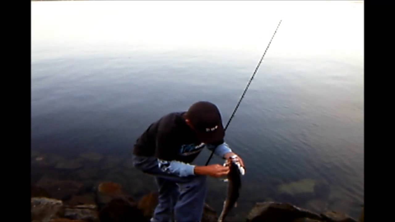 Serious Swimbaiting, So Cal SPRO BBZ