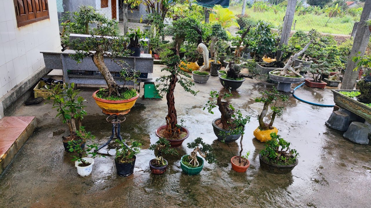 Trưa 30/1 (Zalo 0983733063) Hải Châu , Sơn De , Sam Trái , Chòi Mòi , Duối , Dâu...giá rẻ bao ship