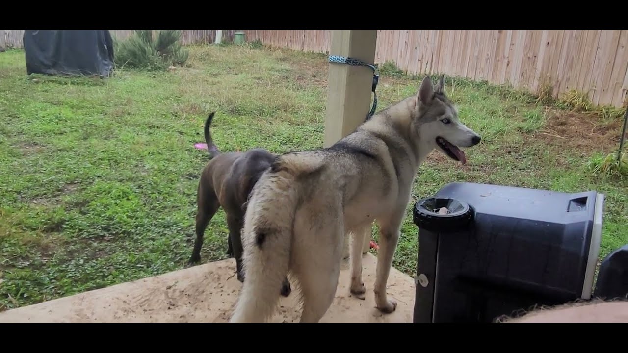 December 8, 2024 - Rescued a Husky, Eiley's new friend