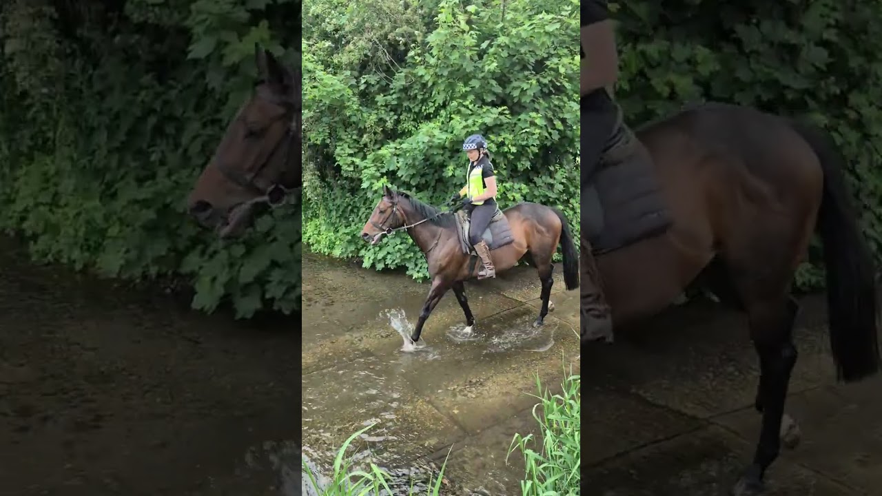 Water training with Bean