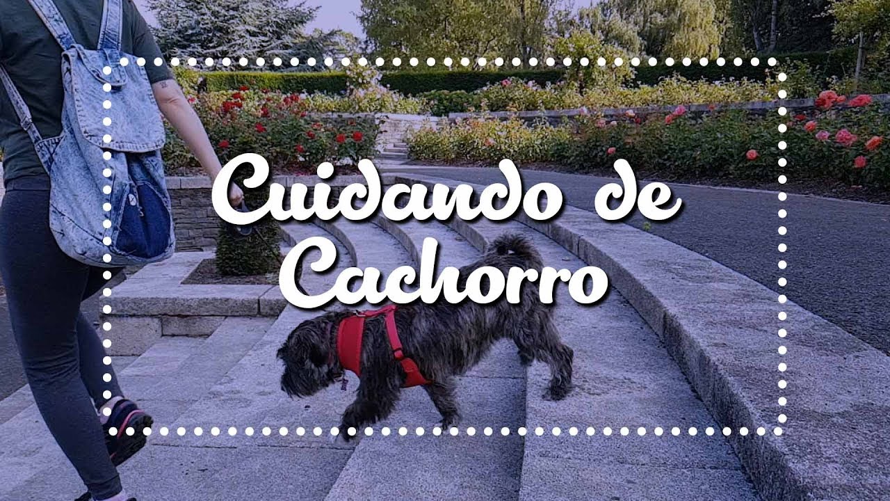 Trabalhando de PET MINDER (Cuidador de Animais) IRLANDA ep. 227