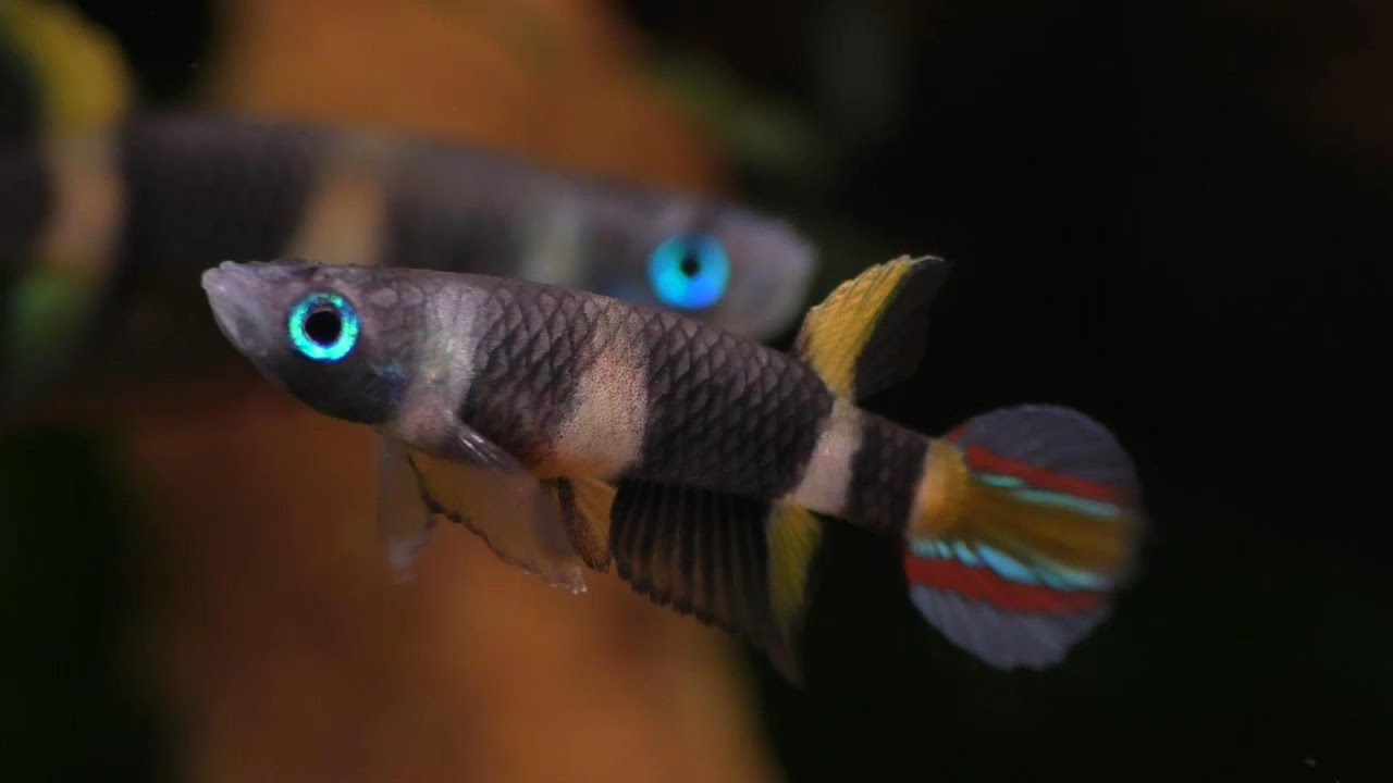 Beauty And Aggression In The Rocket Killifish (Clown Killifish)
