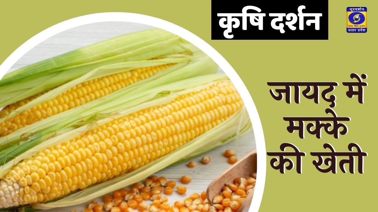 जायद में मक्के की खेती : #KrishiDarshan - 05:30 PM