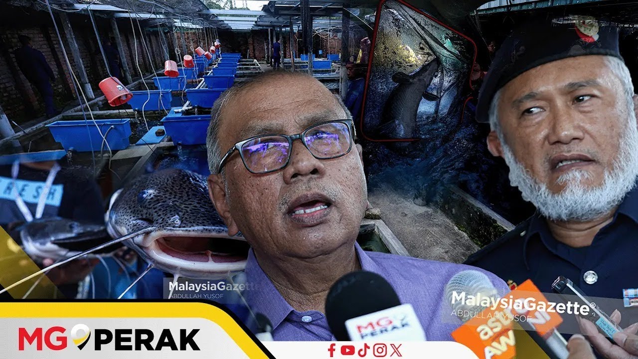 MGPerak: Perikanan Perak Sita 49 Ikan Larangan Bernilai RM8,300
