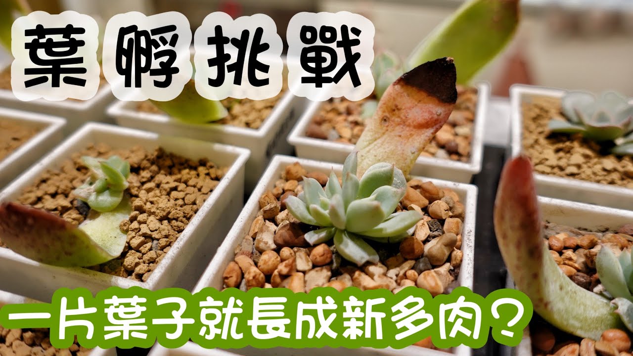 【多肉實驗室】A&Y葉孵挑戰！一片葉子就能長成新的多肉？Propagate Succulents from Leaves