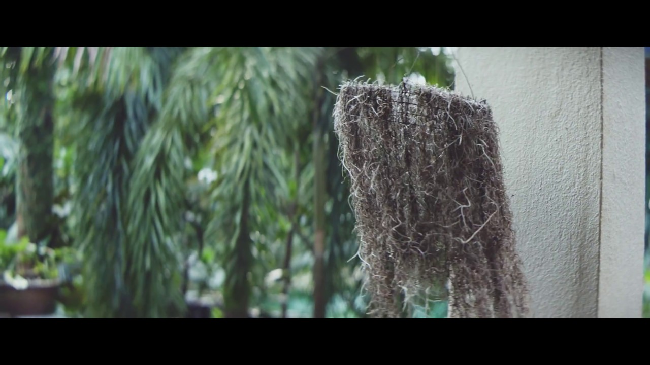 KINEMAX | ISCO Ultra Star + HCDNA | ANAMORPHIC