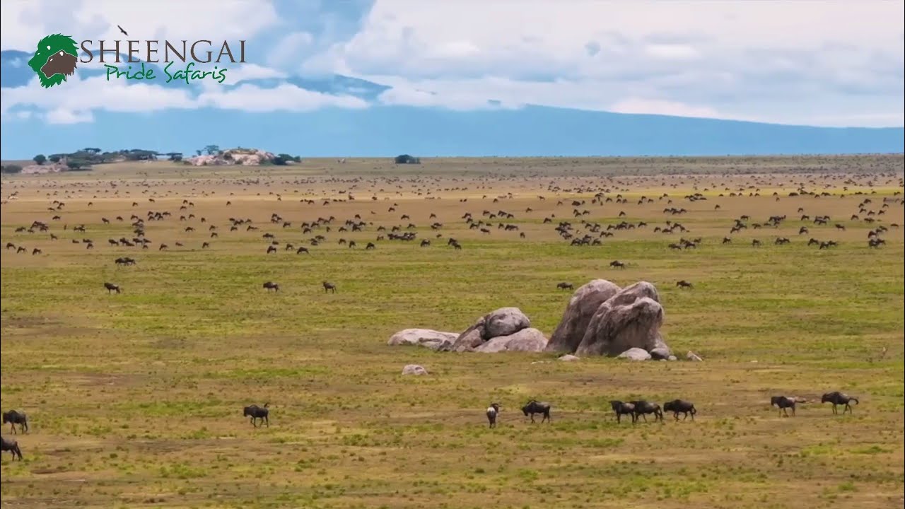 Big 5 Safaris with Sheengai Pride Safaris