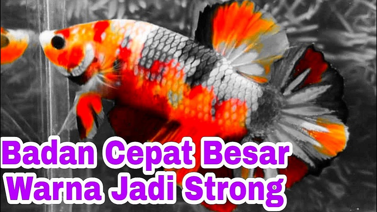 Makanan Ikan Cupang Agar Cepat Besar
