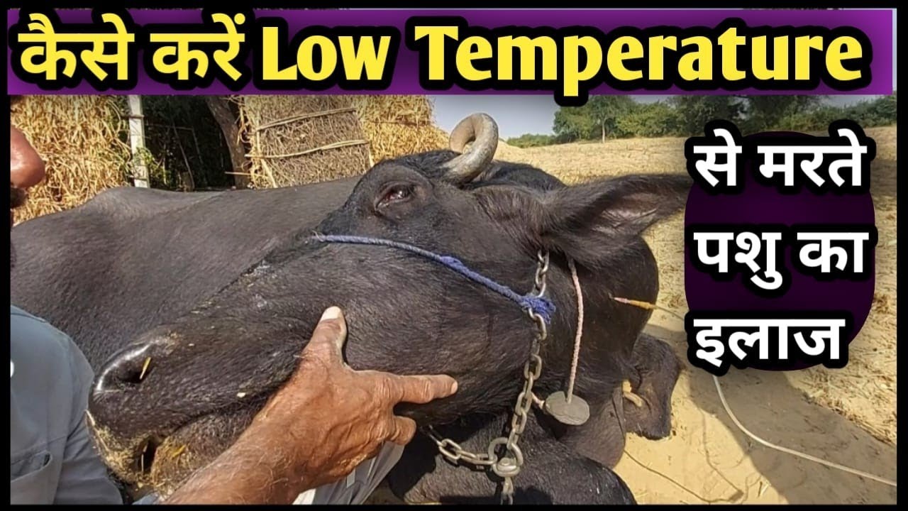 कैसे करें Low Temperature से मरते पशु का इलाज💯👉Low Temperature Treatment in Animals