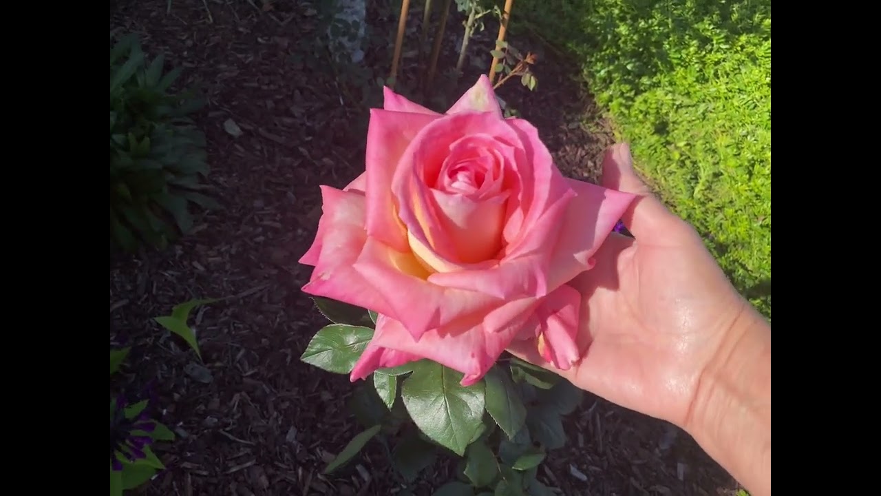 Gemini, Lady of Shalott, Moonlight in Paris and other roses 