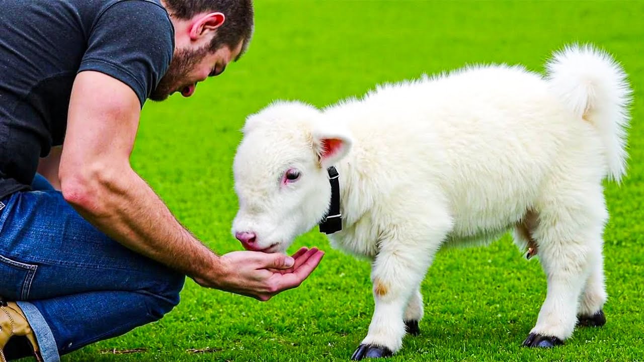 20 Cutest Mini Cow Breeds You Can Actually Own As Pets