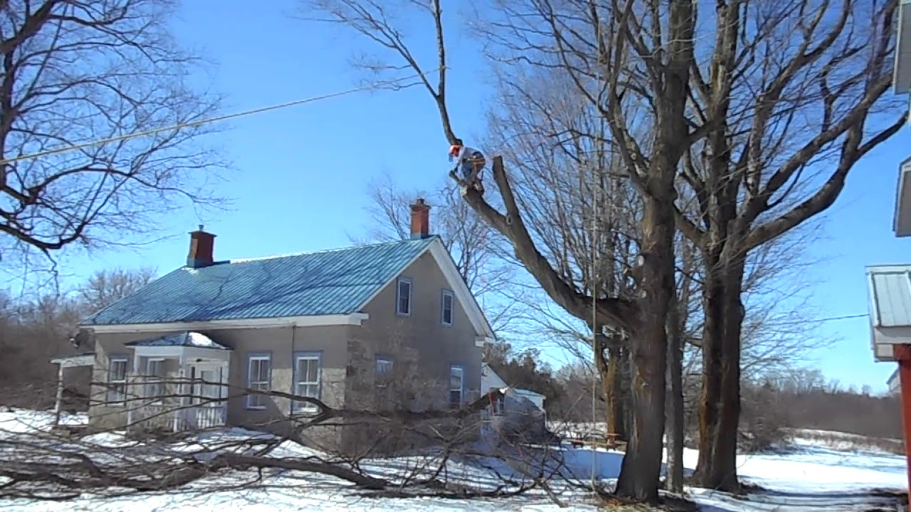 tree felling 2