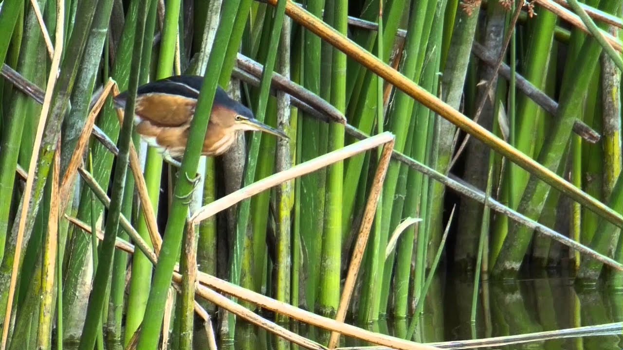 Least Bittern - Elusive Bird ot the Marsh