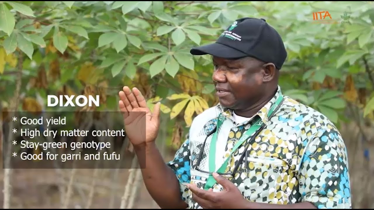 Cassava Variety, Dixon - Cassava Matters TV Episode 13