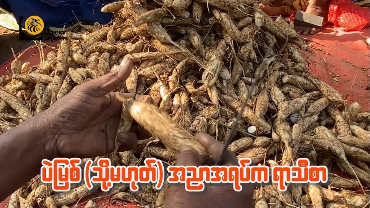 【Documentary 】သရေစာအစားအစာတွေထဲက ရာသီစာပဲမြစ်