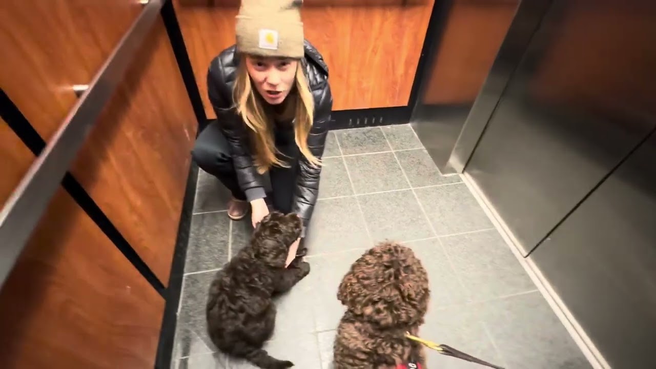 Введение Рути в ходьбу на поводке 3.12.26