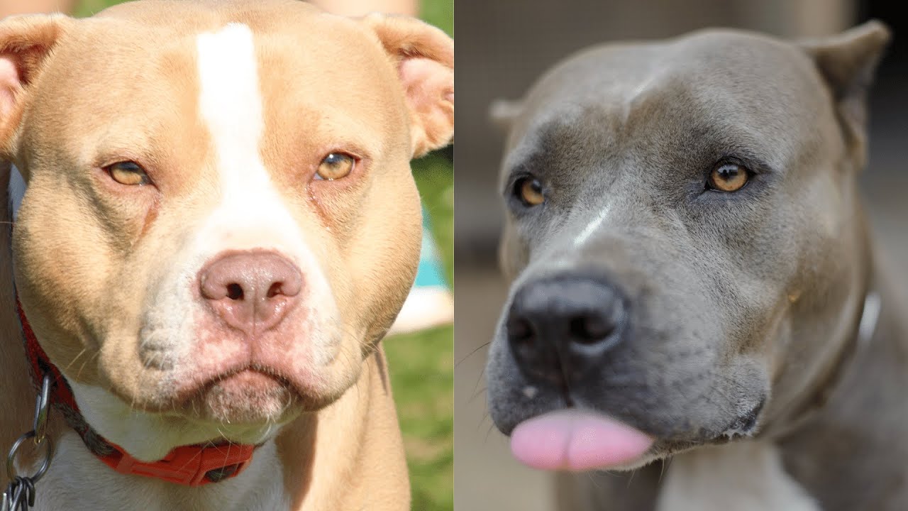 Pitbulls Being Wholesome EP.49 | Funny and Cute Pitbull Compilation