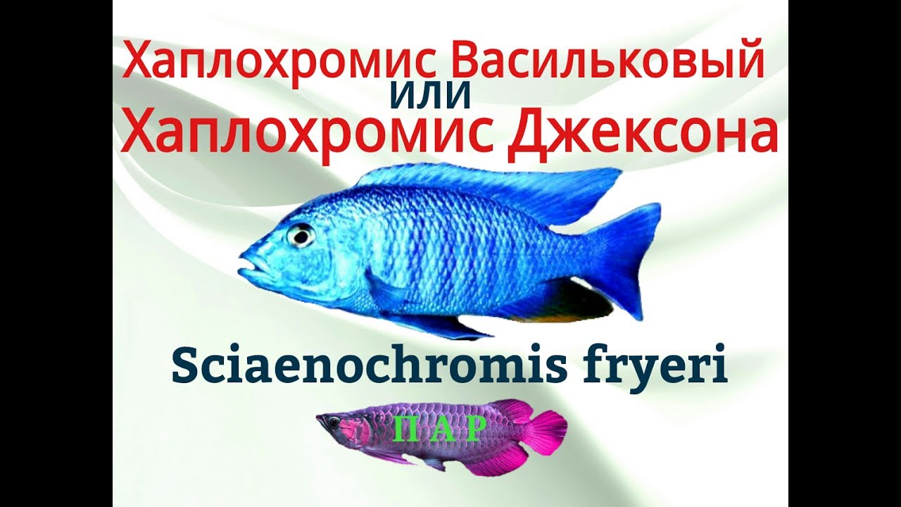Васильковый хаплохромис, хаплохромис Джексона (Sciaenochromis fryeri)