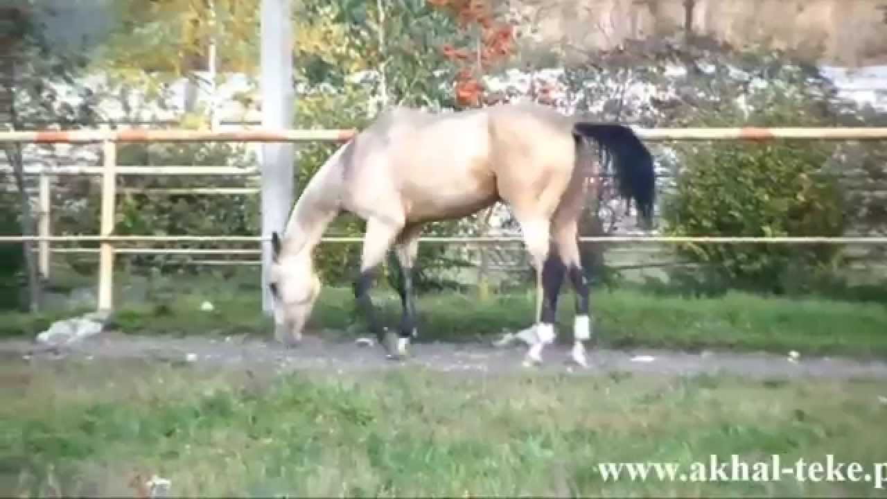 Safkan T&uuml;rk Atı Ahal Teke