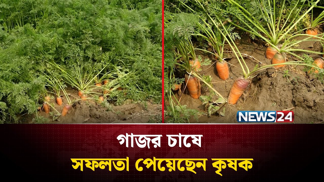 গাজর চাষ করে সফলতা পেয়েছেন কুষ্টিয়ার কৃষক | News24