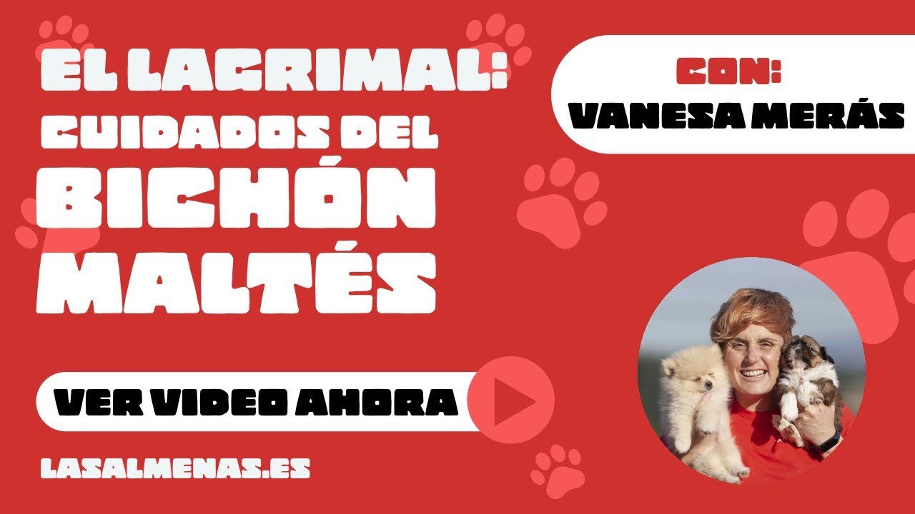 Cuidados del BICHÓN MALTÉS, ¿cómo limpio su lagrimal? | Centro Canino Las Almenas