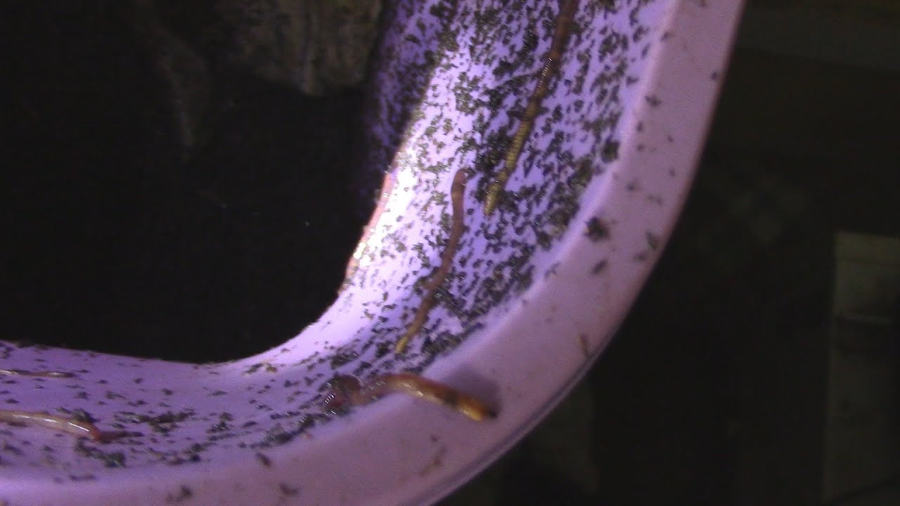 Feeding the Worms #AZVlogger [Day 137 ] #LifeInAZ