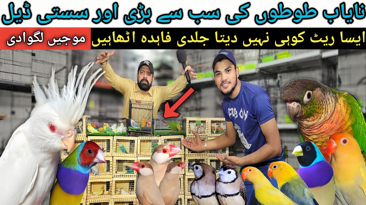 Love birds ki sab se bari deal | birds farming in pakistan