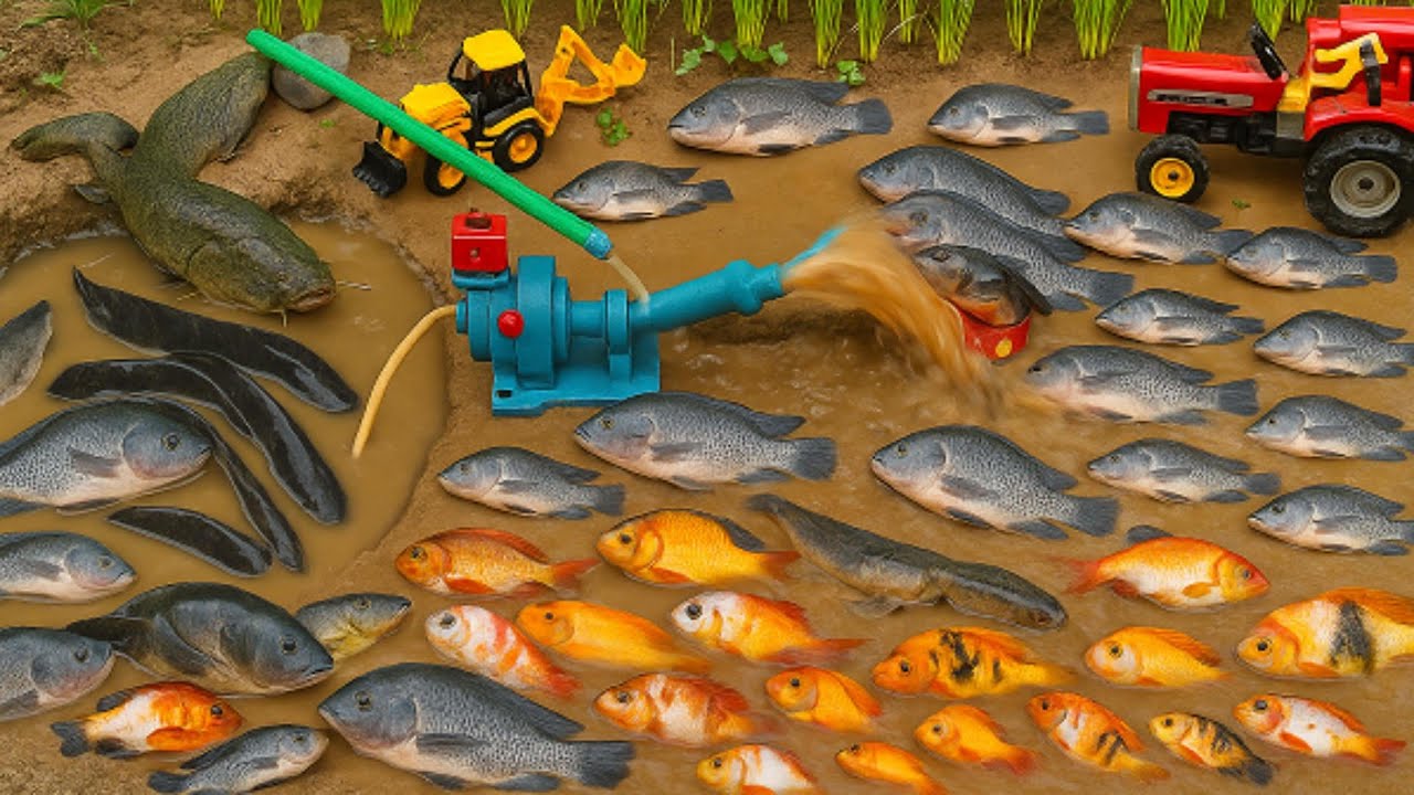 Fish Tractor Exploration: Catching Fish and Spotting Wildlife in Ornamental Ponds