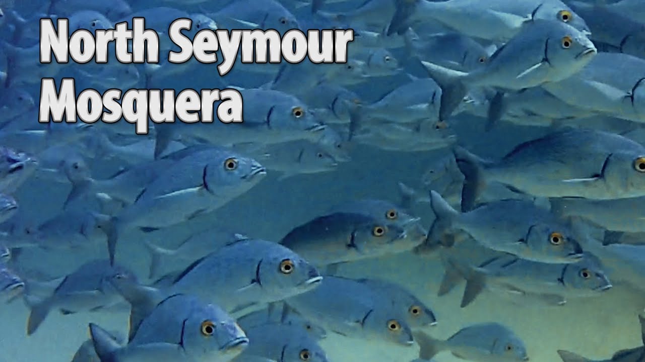 Galapagos Scuba Diving-Day2/5: North Seymour Point & Mosquera-what to expect