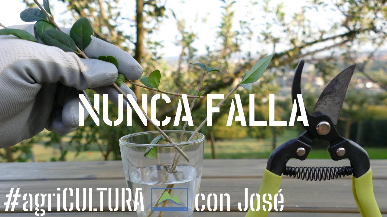 Cómo hacer ESQUEJES en AGUA 💧🌱 para principiantes en 3 pasos 🌿 #LdN #agriCULTURA