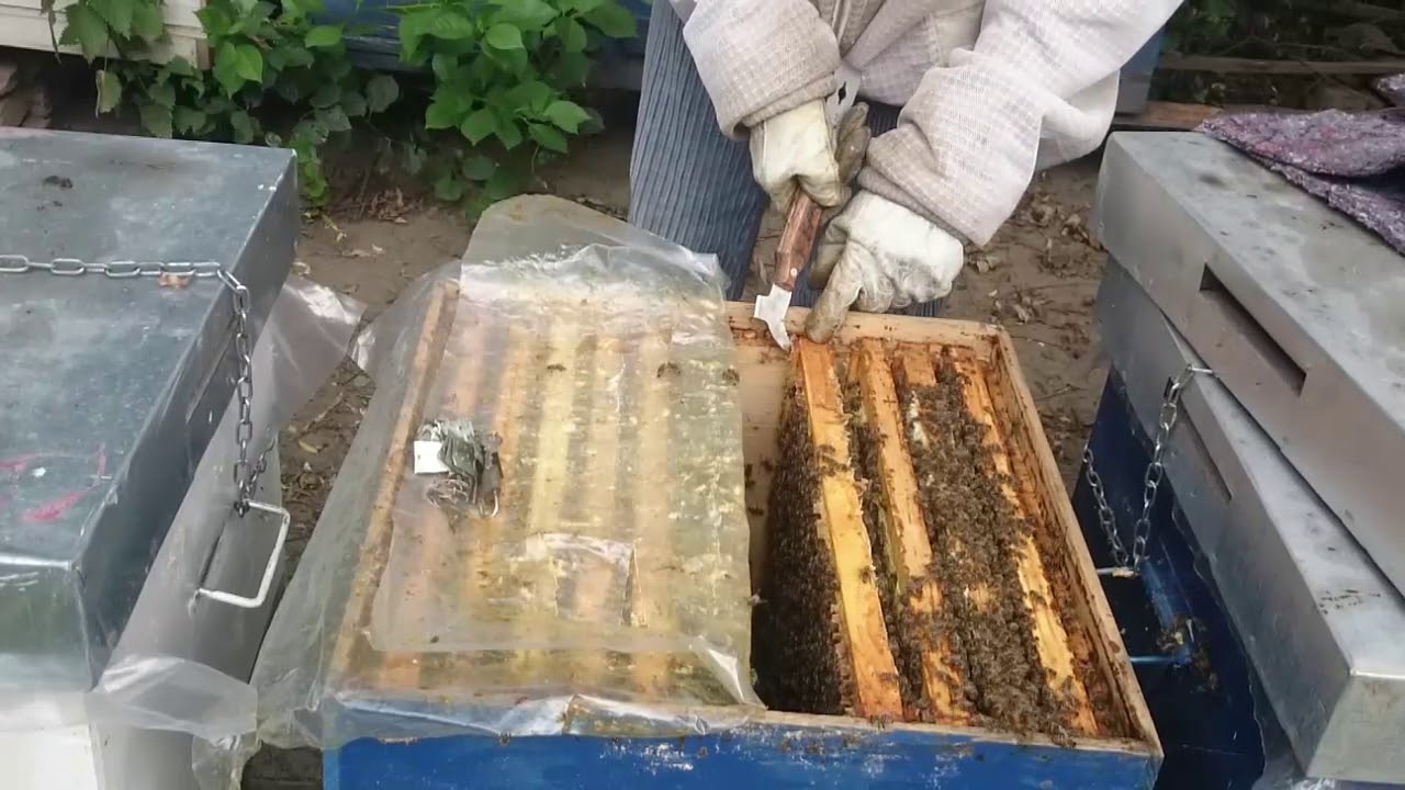 Cea mai sigura unificare posibilia , intre doua unitati biologice de albine