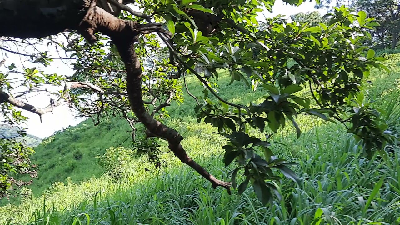 sigue en venta el terreno cerca de chirilagua i tiene vista al mar 8 manzanas 25000 dólares (VENDIDO