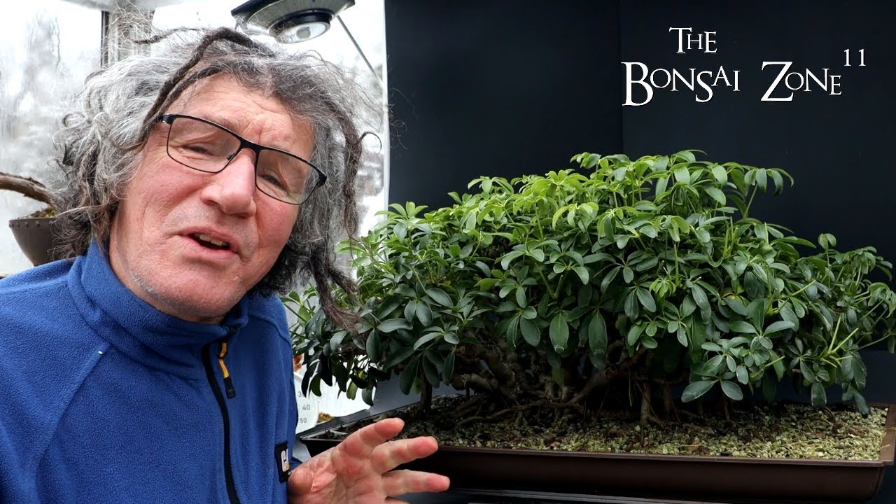 Working on My Banyan Style Schefflera, Part 1, The Bonsai Zone, Jan 2024