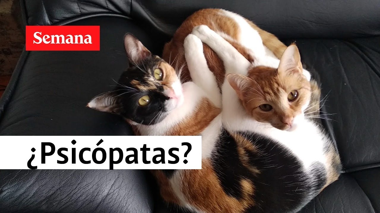 Todos los gatos domésticos serían psicópatas, revela reciente estudio | Videos Semana