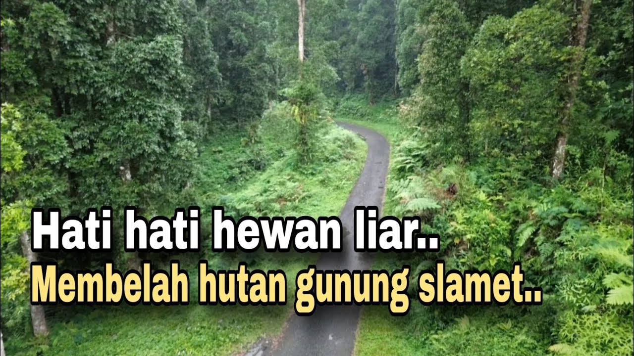 JALUR TERSUNYI..!! ALTERNATIF MEMBELAH HUTAN DI KAKI GUNUNG SLAMET. 