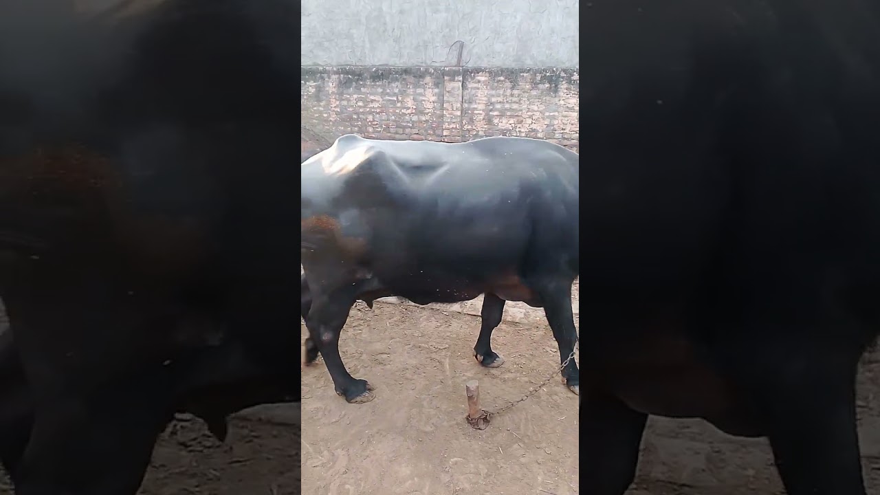 भाई तूं मेरा बालक पन का यारी 