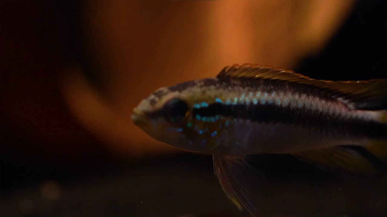 Agassiz&rsquo; Zwergbuntbarsch 'WF' - Apistogramma agassizii 'WF'