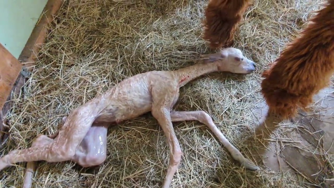 HOW AMAZING IS THIS? Full Birth of Cria (baby alpaca!) at Kloud 9 Acres, Beautiful!