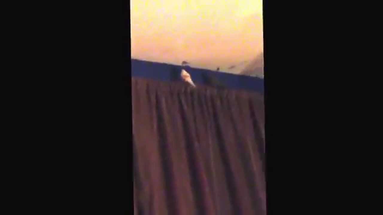 Help! My budgie is making this weird noise and I don't know what it means? Any suggestions welcome