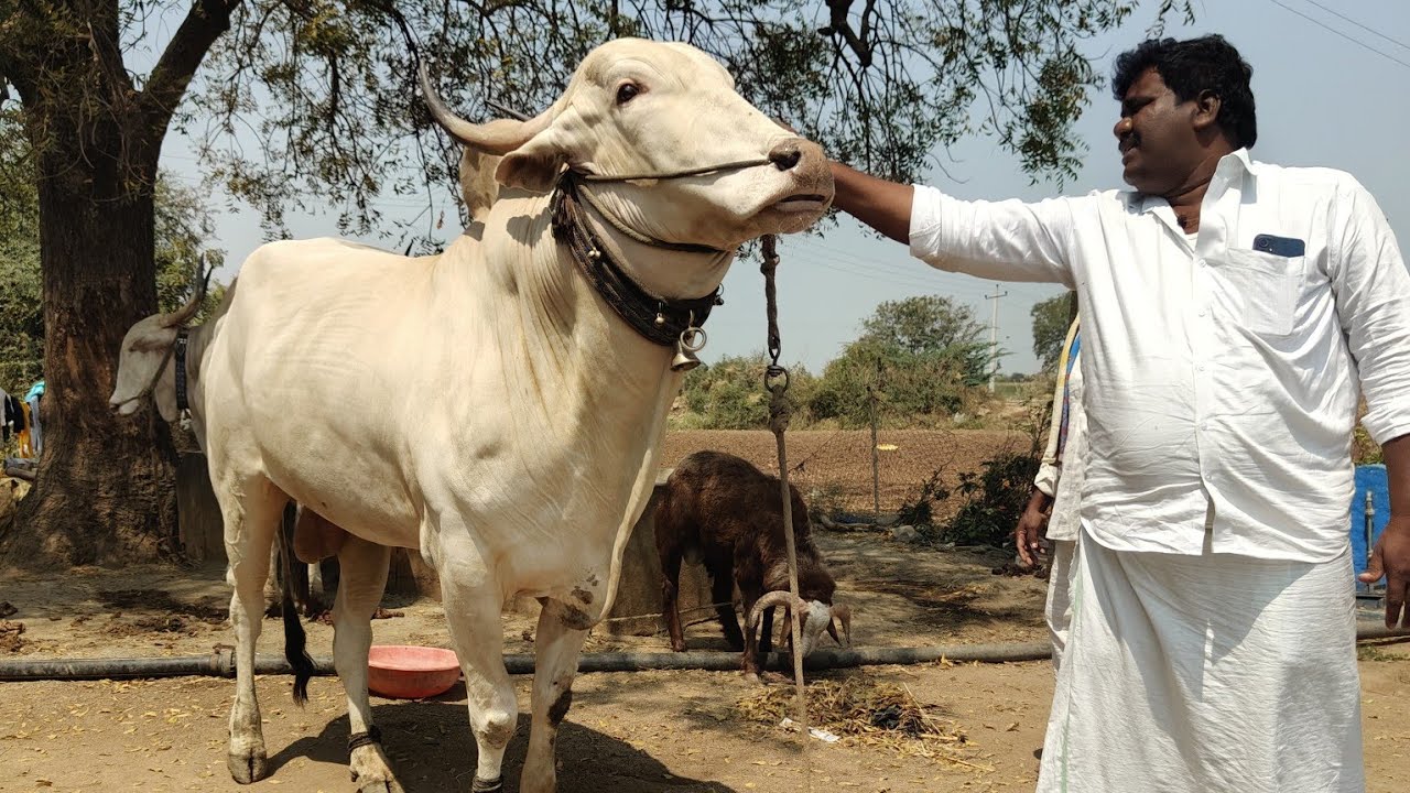 Karnataka Raichur Arikera Sekar Bulls // 9008397236 //Bigg Size Kilara Bulls Videos 