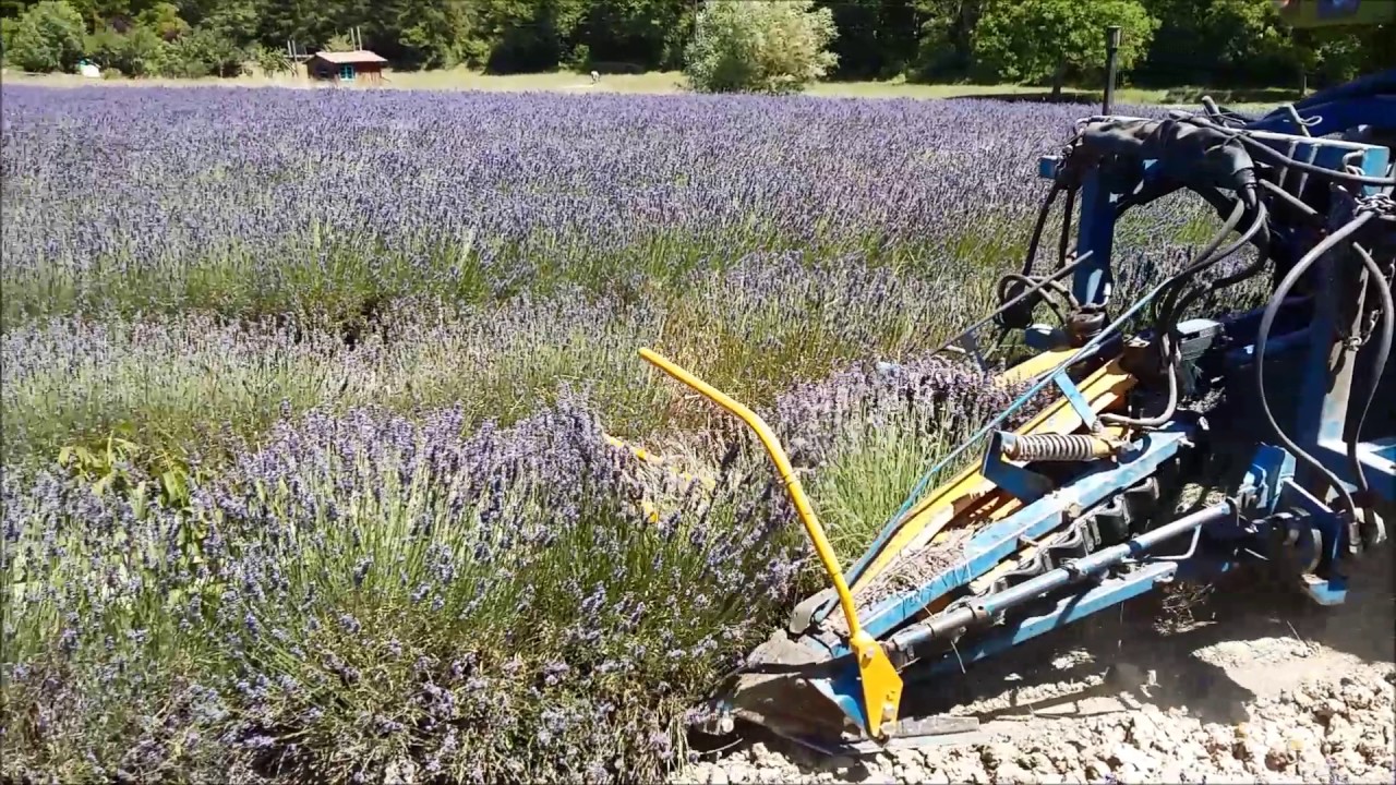 chasse abeilles sur récolteuse lavande 2