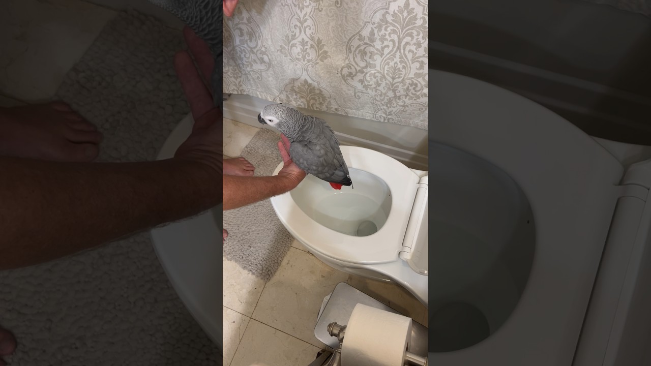 Proof you can potty train a parrot💩🥰 #africangrey #pottytraining #birds #learning #pets #parrot