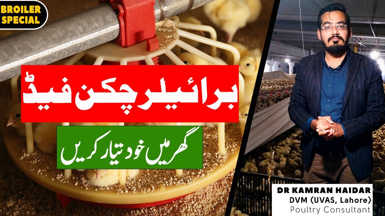 Homemade Feed Formulation for Chickens | How to Make Cheap & Easy Poultry Feed for Broiler Chickens