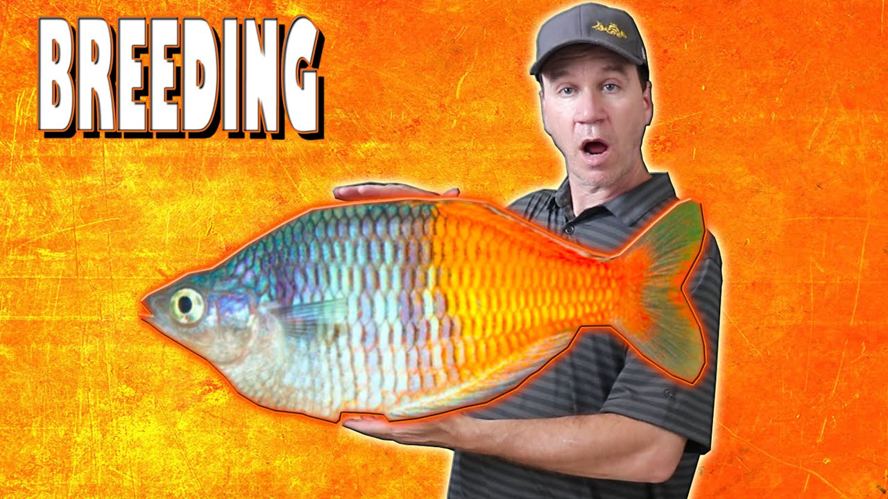 How to Breed Bosemani Rainbow Fish and Raise Their Fry