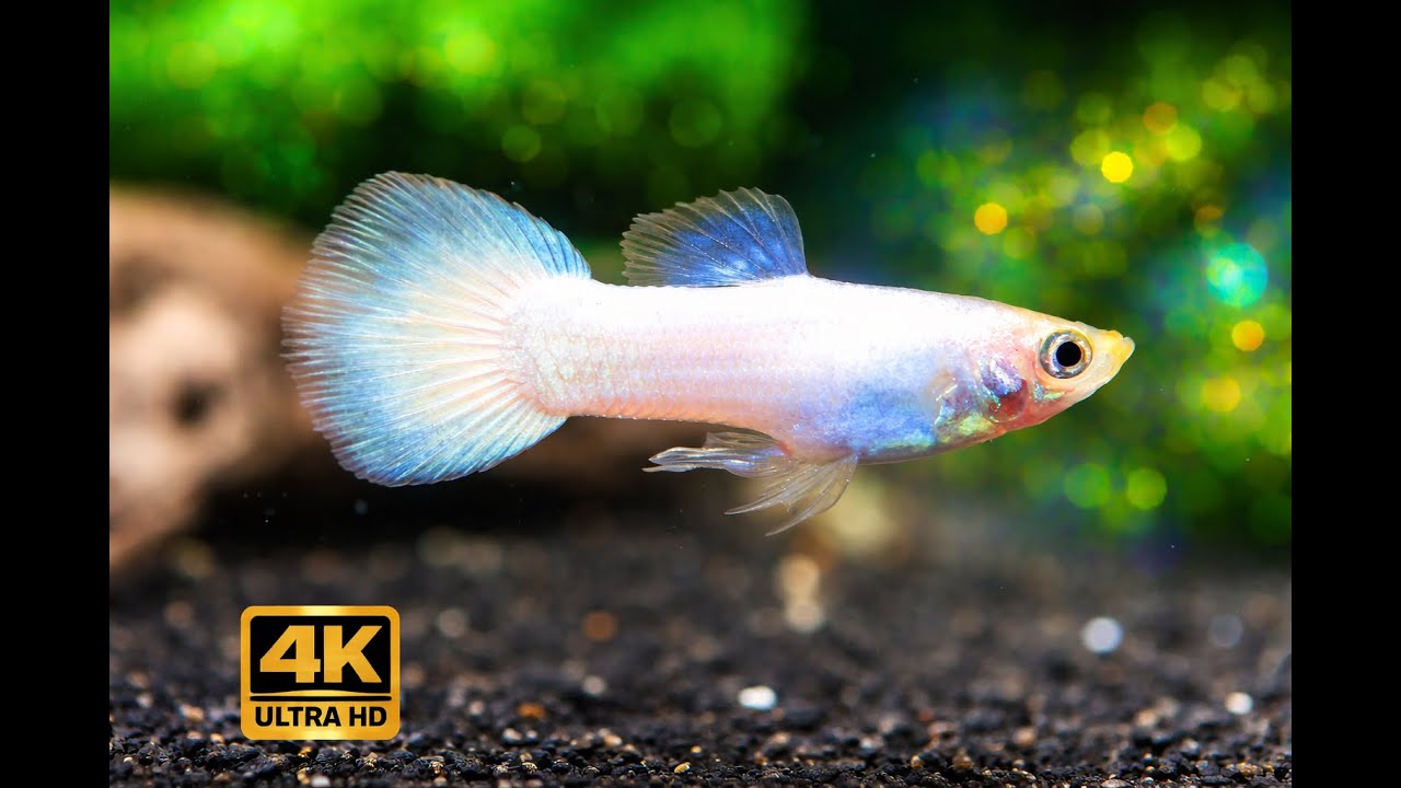 Deep Sleep Aquarium 💤 Gentle Night Live