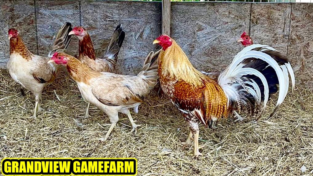 Bulik Hatch Kelso albany | GRANDVIEW GAMEFARM