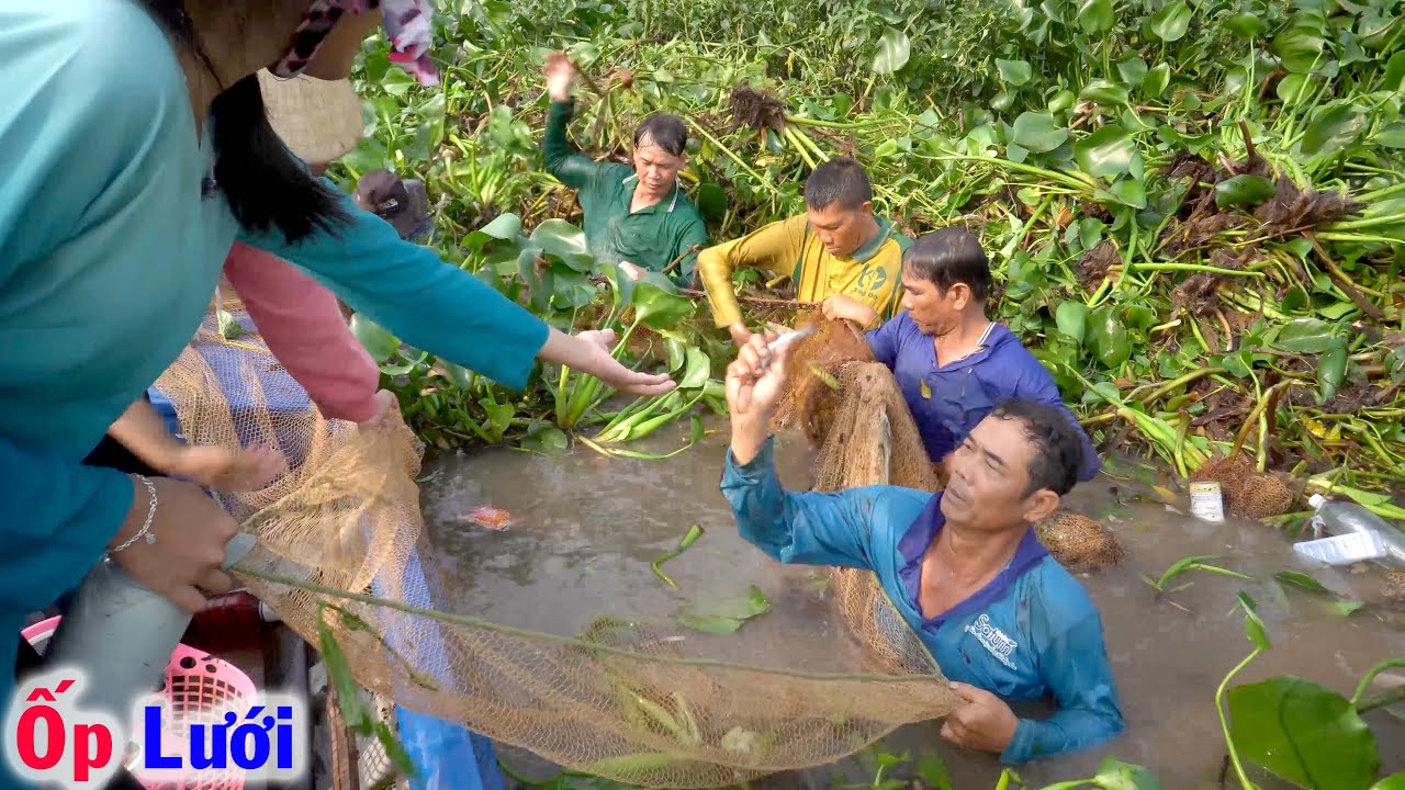 Ốp Lưới Ngoài Sông, Bội Thu Cá Ngon Ăn Không Hết đem Ra Đường Quê Bán
