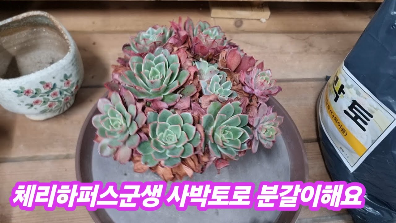 26.1.29 🌹체리하퍼스군생 사박토로 분갈이해요🌹 #사박토 010-3436-6631 