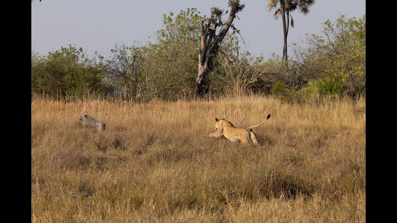 Lions hunting by day at Tubu Tree in Botswana's Okavango Delta