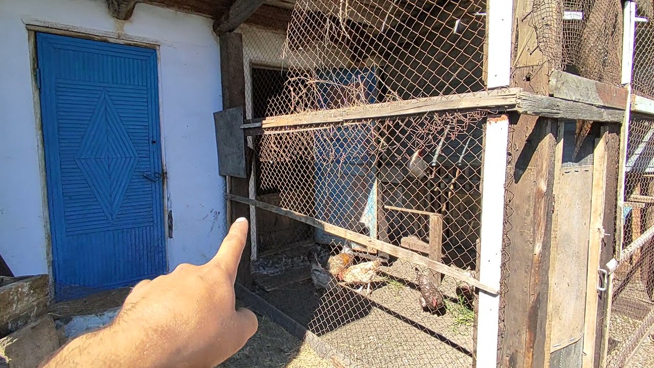 Тауық қора салу